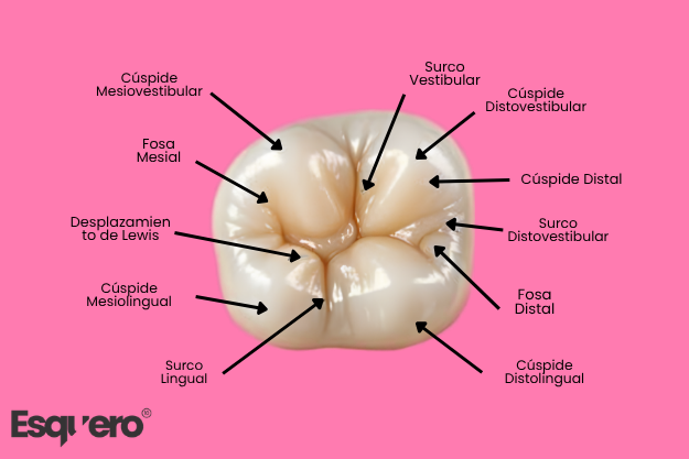 cara oclusal